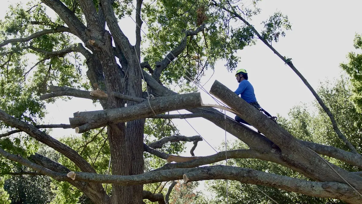 Professional Hazardous Tree Removal performed by certified arborists in Oconee